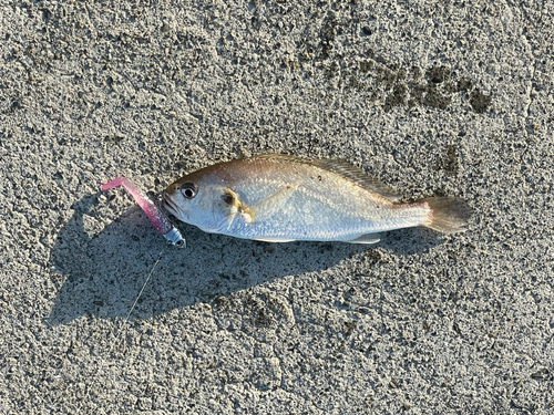 シログチの釣果