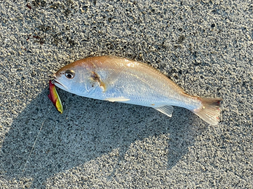 シログチの釣果