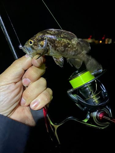 クロソイの釣果