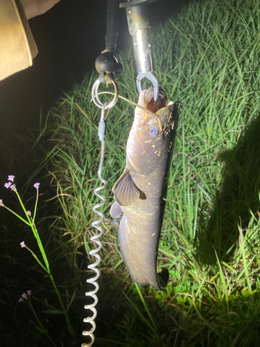 マナマズの釣果