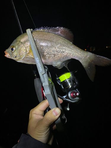 ウミタナゴの釣果