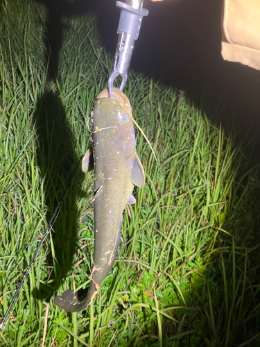 マナマズの釣果