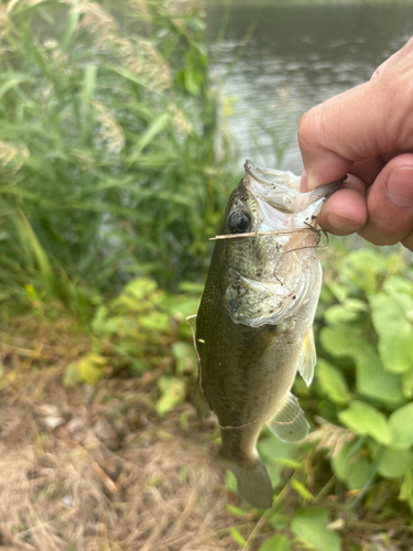 ブラックバスの釣果