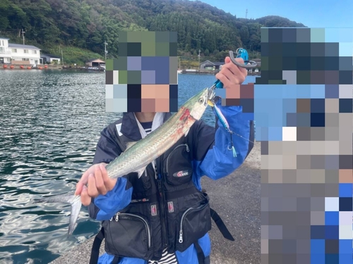 サゴシの釣果