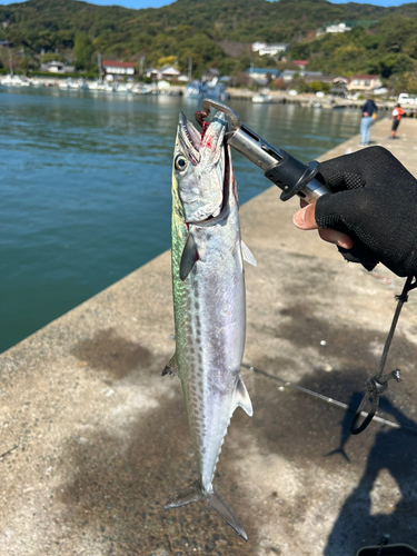 サゴシの釣果