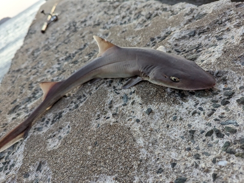 シロザメの釣果