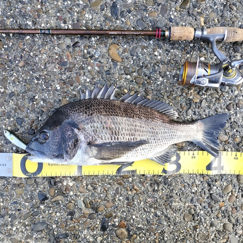 クロダイの釣果