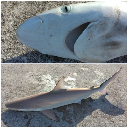 サメの釣果