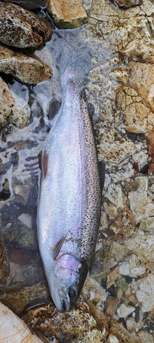 ニジマスの釣果