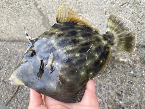 カワハギの釣果