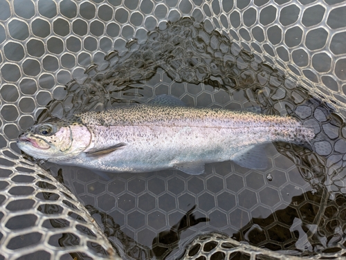 ニジマスの釣果