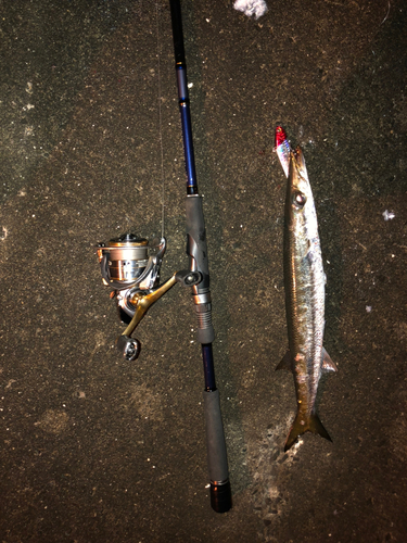 カマスの釣果