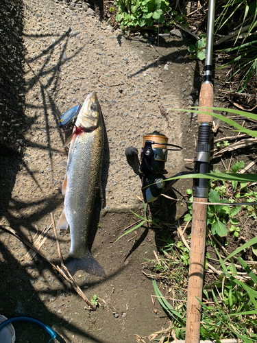 ウグイの釣果