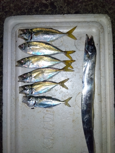 アジの釣果