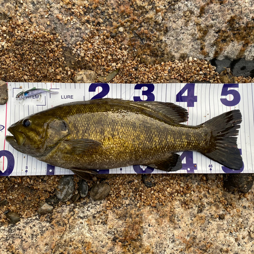 スモールマウスバスの釣果