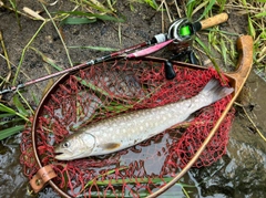 アメマスの釣果