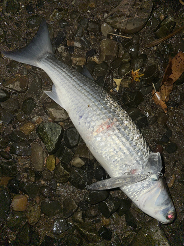 ボラの釣果