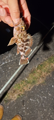 カサゴの釣果