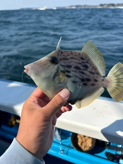 カワハギの釣果