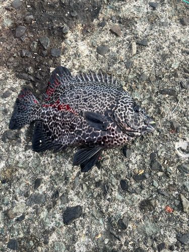 イシガキダイの釣果