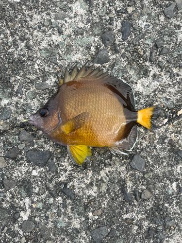 チョウチョウウオ