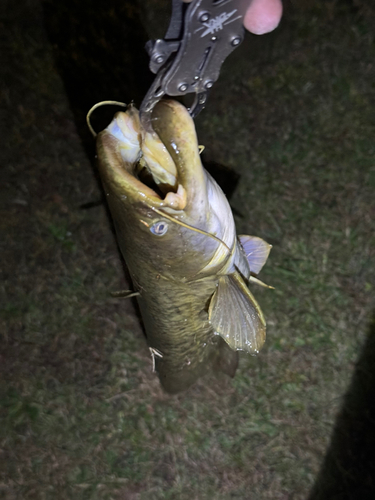 マナマズの釣果