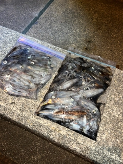 ヒイカの釣果