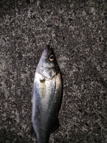 ハネ（タイリクスズキ）の釣果