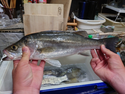 フッコ（マルスズキ）の釣果