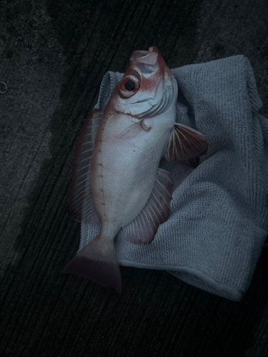 キントキダイの釣果