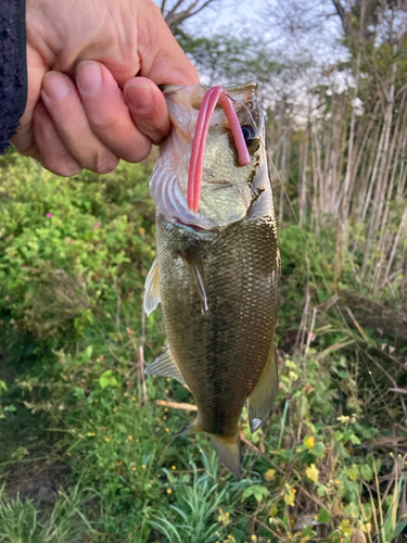 ラージマウスバスの釣果