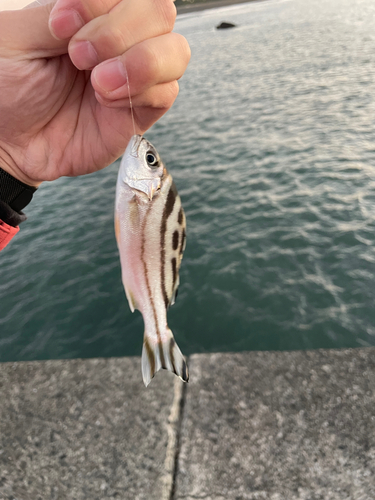 コトヒキの釣果