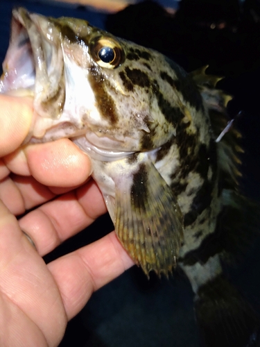 タケノコメバルの釣果