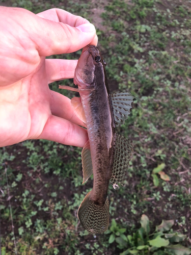 ハゼの釣果