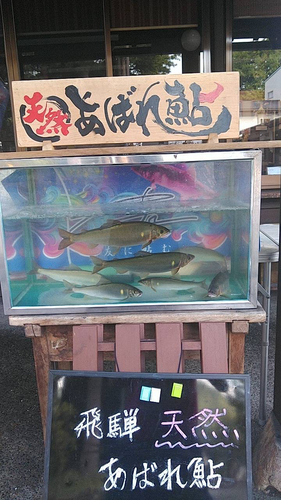 アユの釣果