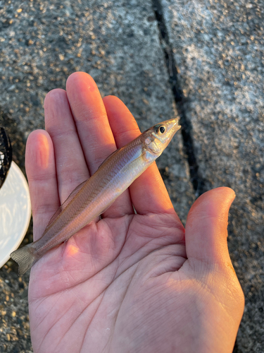 キスの釣果