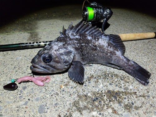 クロソイの釣果