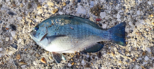 メジナの釣果