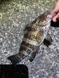 オオモンハタの釣果