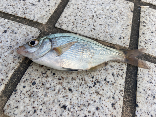 ウミタナゴの釣果