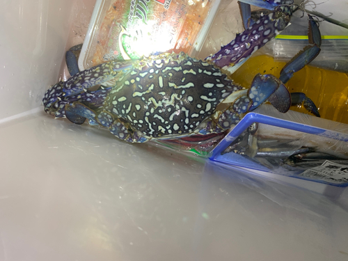 ワタリガニの釣果