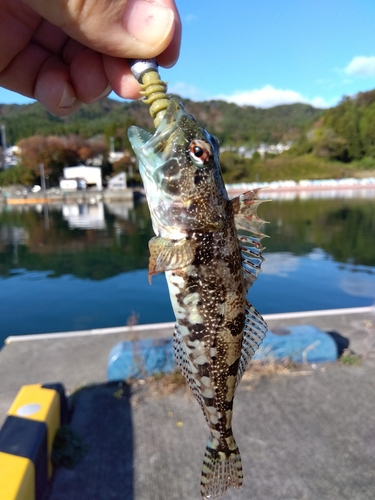 アナハゼの釣果