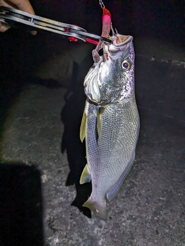 ニベの釣果