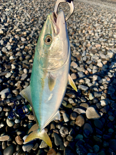 イナダの釣果