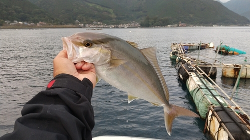 シオの釣果