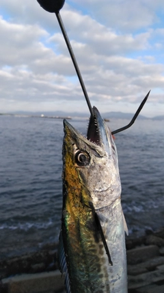 サゴシの釣果