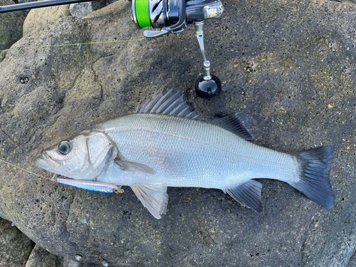 ヒラスズキの釣果