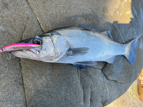 ヒラスズキの釣果