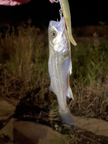 セイゴ（マルスズキ）の釣果