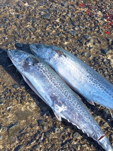 サゴシの釣果